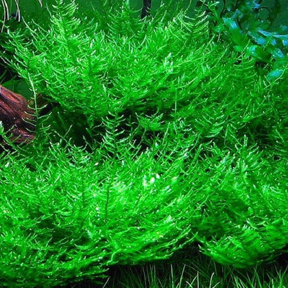 Musgo Peacock (In Vitro)