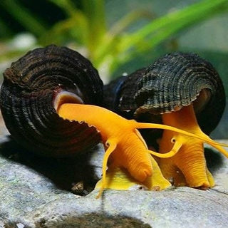 Tylomelania Orange
