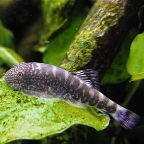 Pseudogastromyzon ocellatus