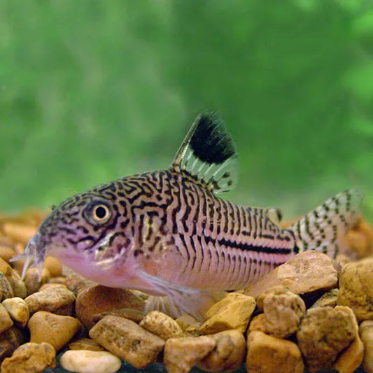 Corydora julli