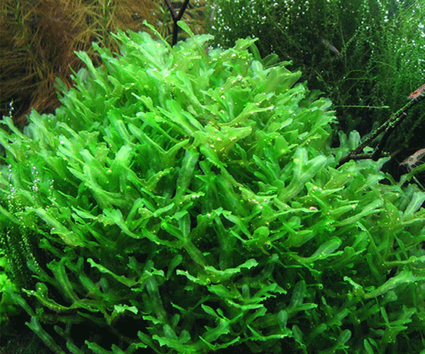 Musgo Pellia (In Vitro)