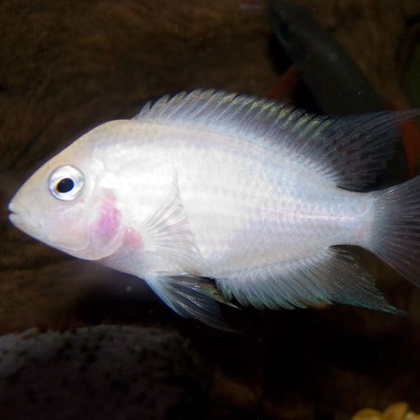 Amatitlania nigrofasciata Albino Anão