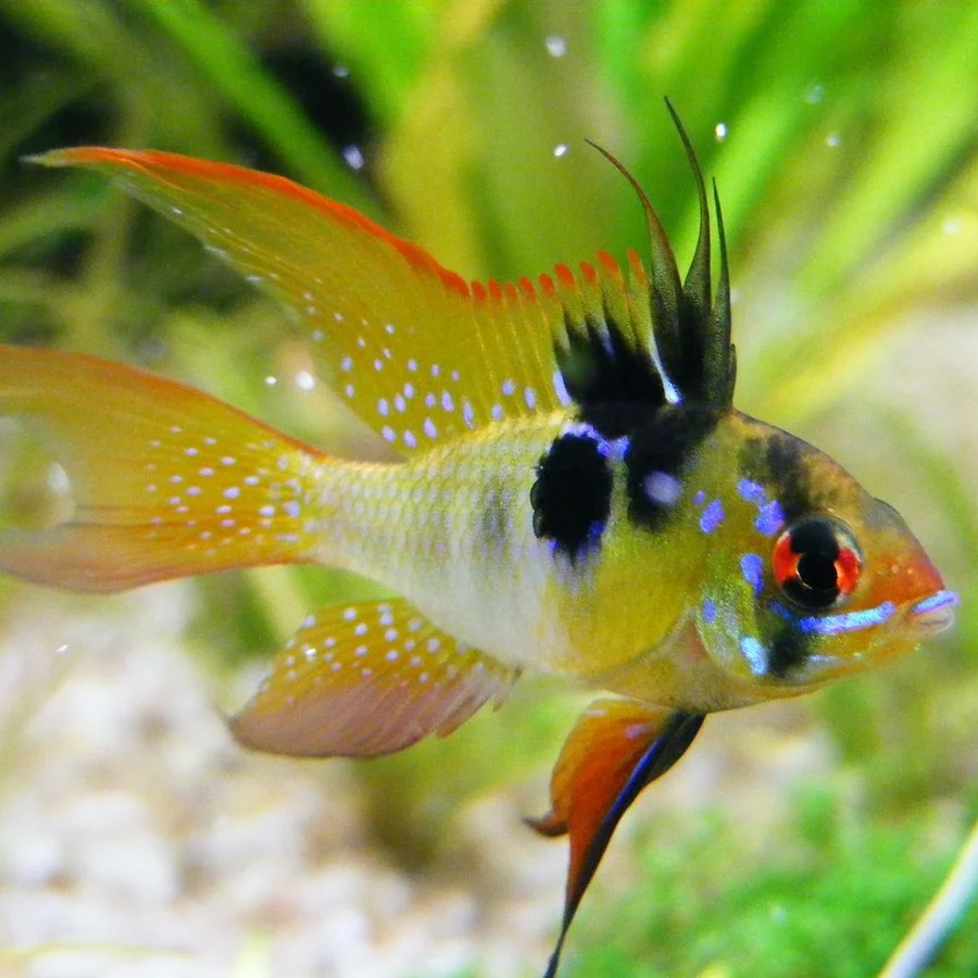 Ramirezi German Blue Véu