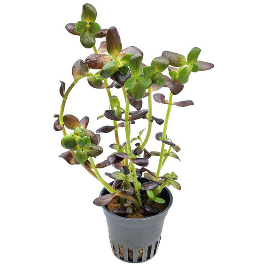 Bacopa salzmannii 'Purple'