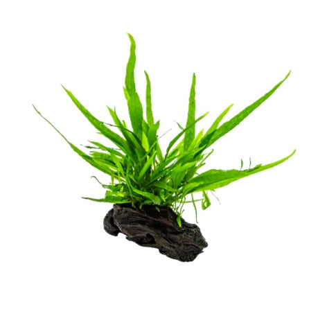 Microsorum pteropus em Stonewood S