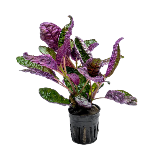 Hemigraphis colorata