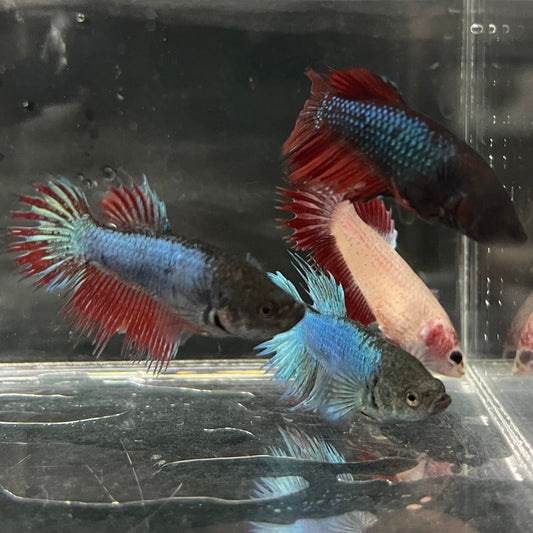Betta Fêmea Crowntail Sortida