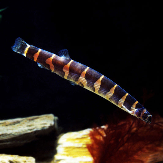 Cobra Kuhli Listrada