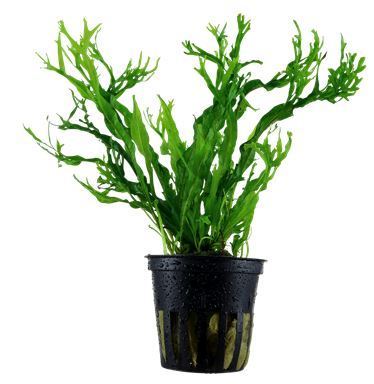 Microsorum Windelov (Feto de Java Windelov)