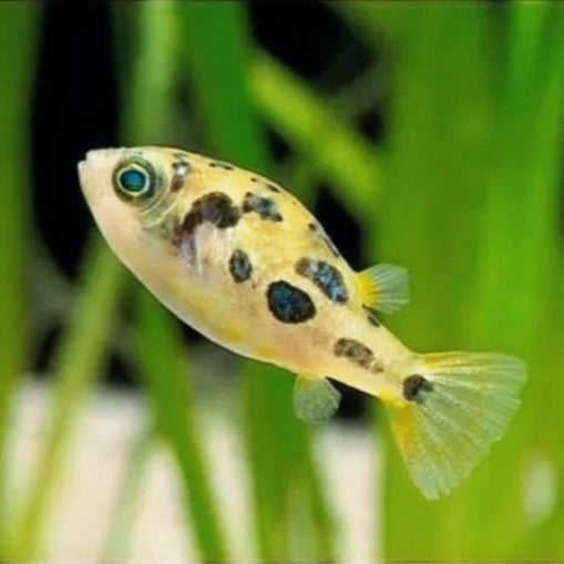 Peixe Balão Anão
