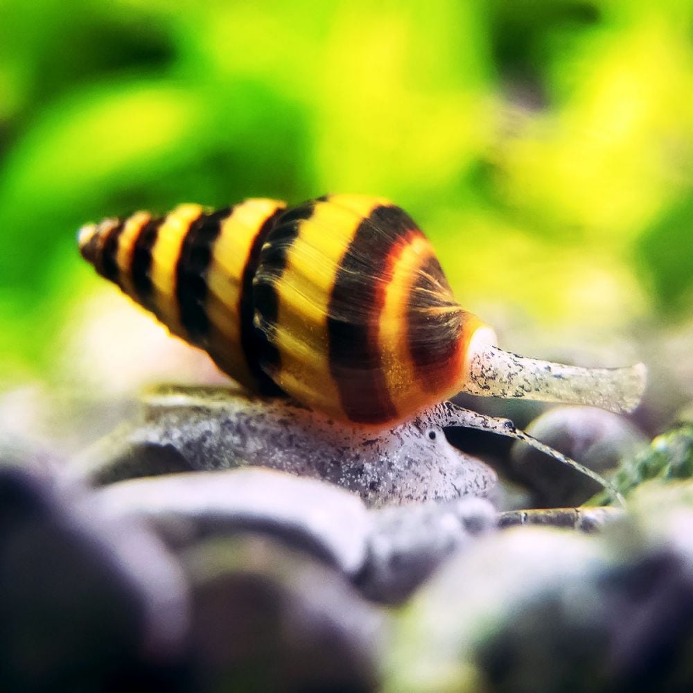 Caracol Helena
