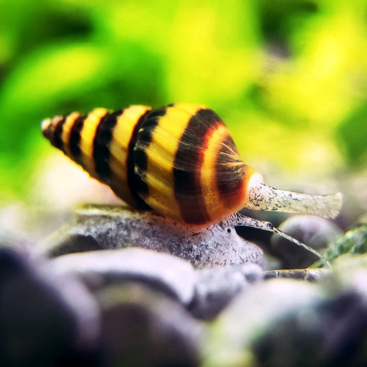 Caracol Helena