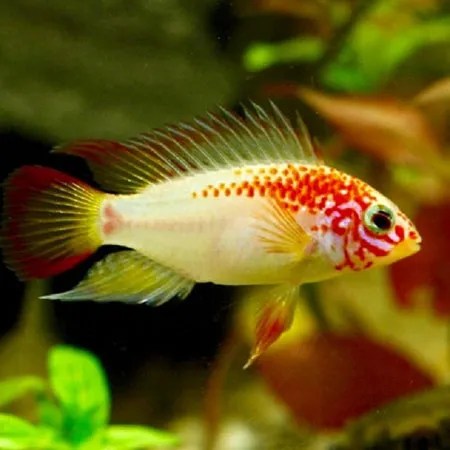 Apistogramma Viejita Gold