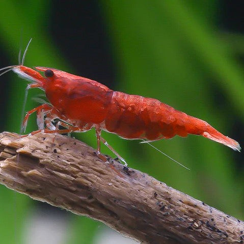 Neocaridina Red Fire