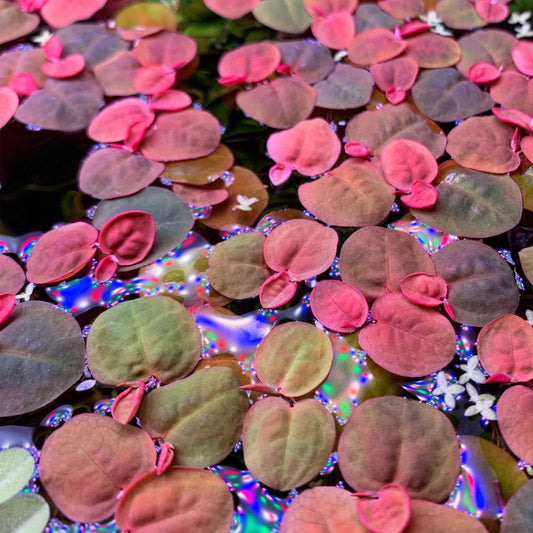 Phyllanthus fluitans (Flutuante)