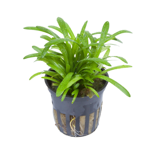Sagittaria subulata