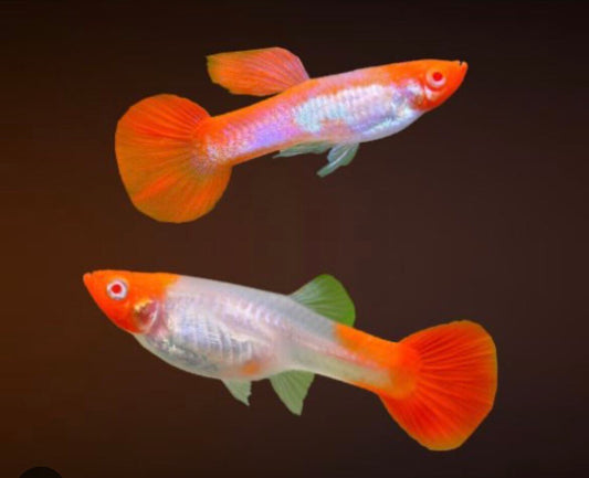 Guppys Koi Albino (Casal)