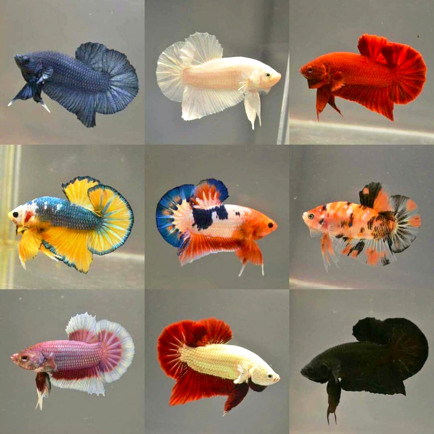 Bettas Macho Plakat Sortidos