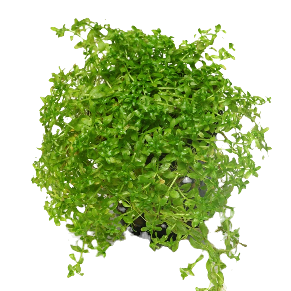Micranthemum micranthemoides