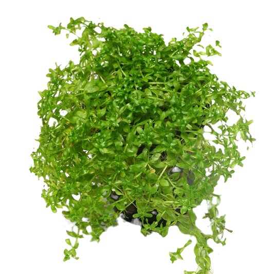 Micranthemum micranthemoides