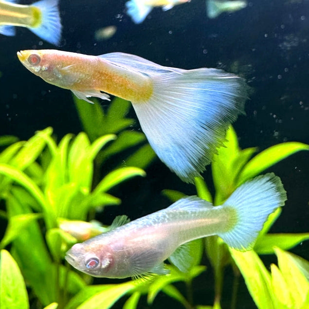 Guppys Albino Full Platinum (Casal)
