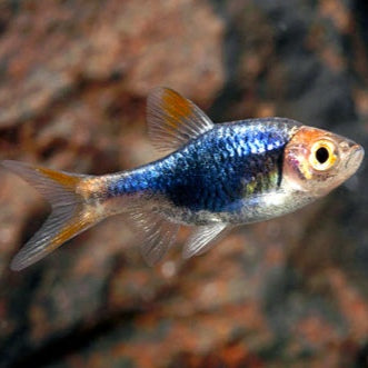 Rasbora Arlequim Negra