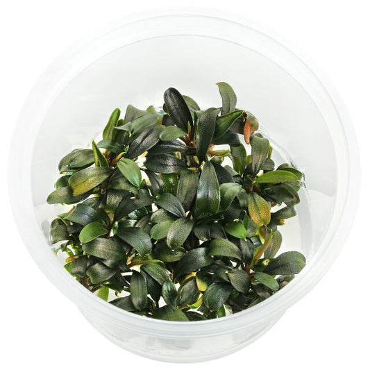 Bucephalandra sp. Marrónie (In Vitro)