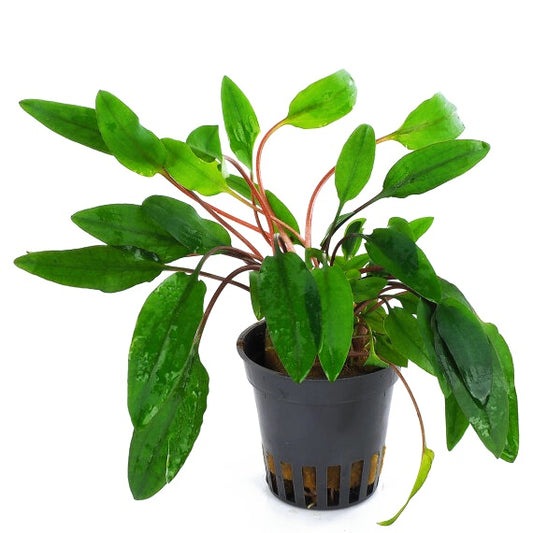 Cryptocoryne beckettii Viridifolia