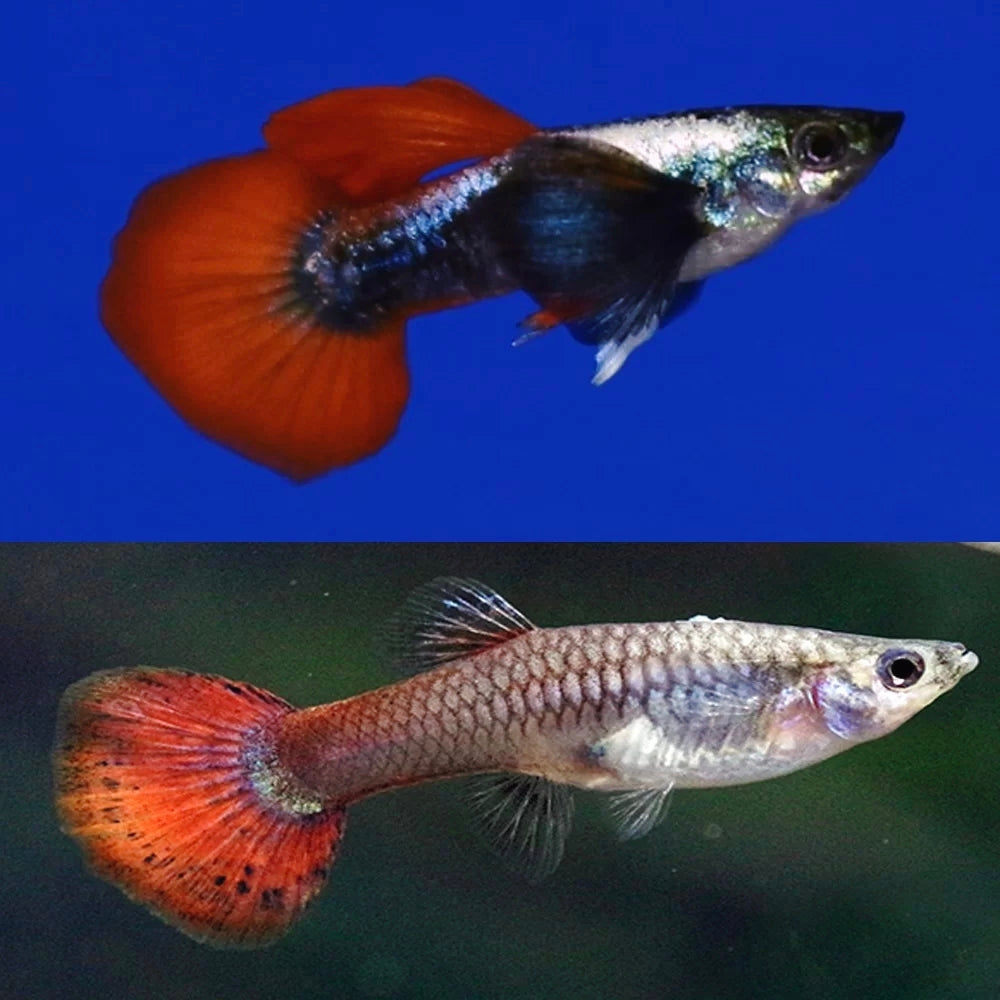 Guppys Dumbo Platinum Red Tail (Casal)