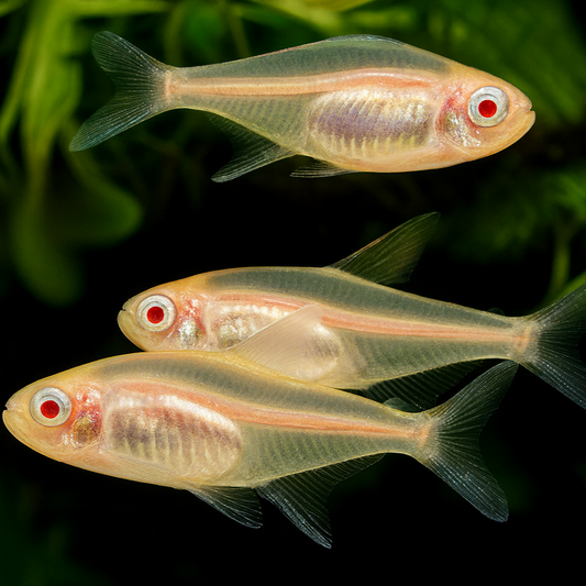 Neon Rosa Albino