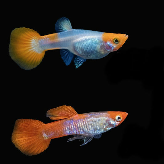 Guppys Cobra Koi (Casal)