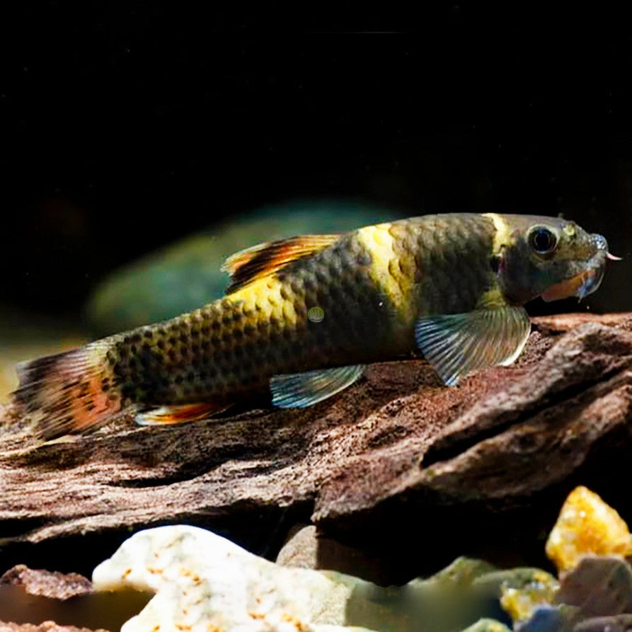 Garra Panda