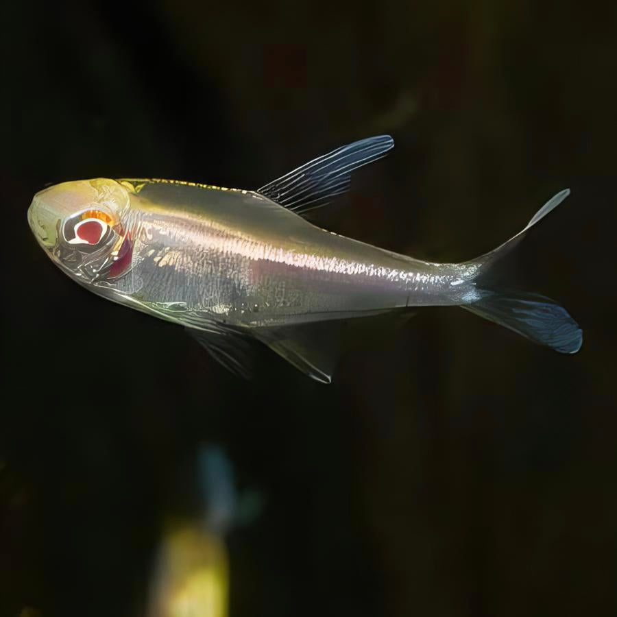 Neon Negro Albino