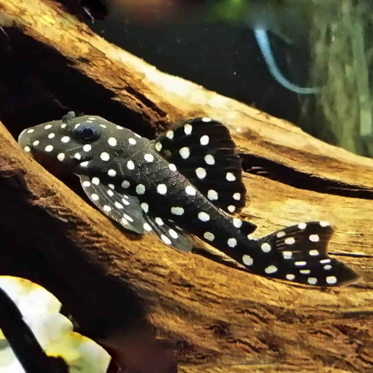 L201 Hypancistrus Inspector 5cm