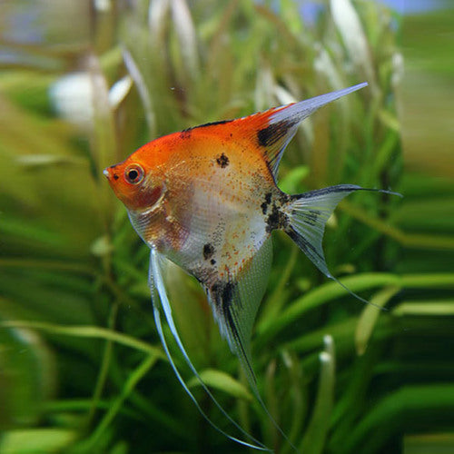 Escalar Red Devil 3cm