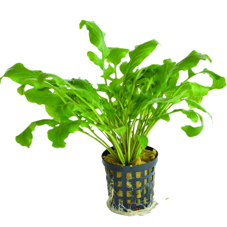 Rorippa aquatica