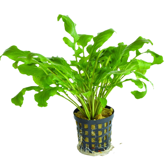 Rorippa aquatica