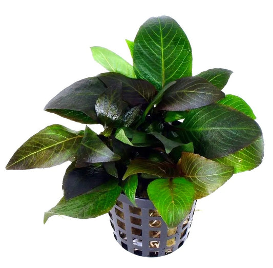 Hygrophila corymbosa Anã
