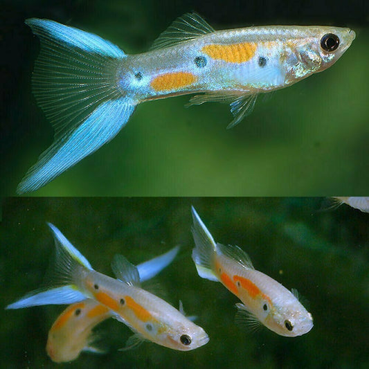 Guppys Cauda Dupla Azul (Trio)