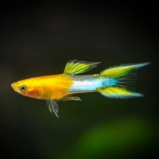 Guppy Double Sword