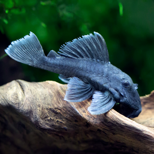 L239 Baryancistrus beggini 8cm