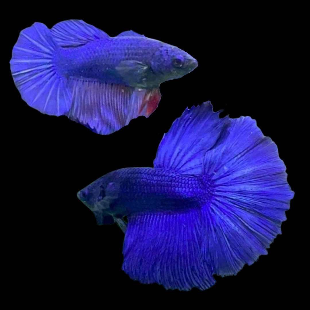 Bettas Halfmoon Blue (Casal)
