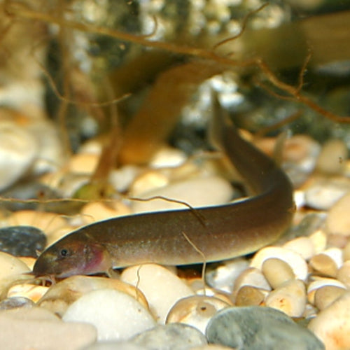 Cobra Kuhli Negra
