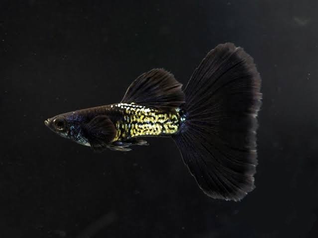 Guppys Black Snakeskin (Casal)