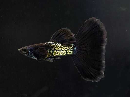 Guppys Black Snakeskin (Casal)