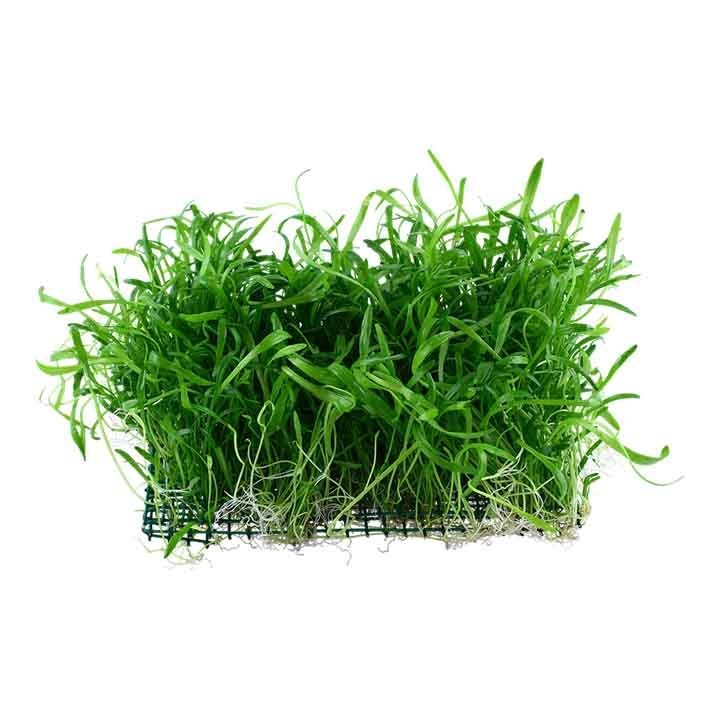 Lilaeopsis novae-zelandiae (Tapete 16x11cm)