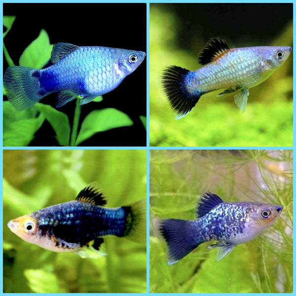 Platys