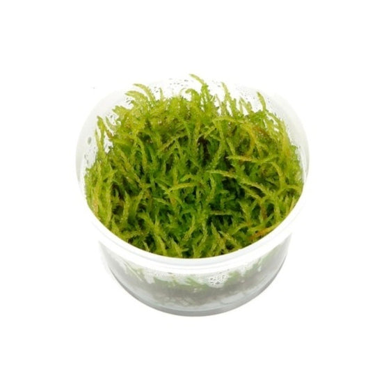 Musgo Willow (In Vitro)