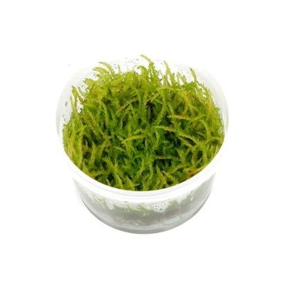 Musgo Willow (In Vitro)