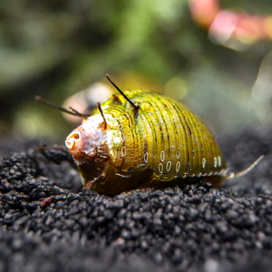 Caracol Cabeludo